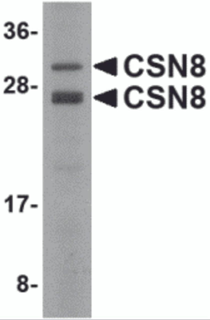 Western blot analysis of CSN8 in Human liver lysate with CSN8 antibody at 2 &#956;g/mL.