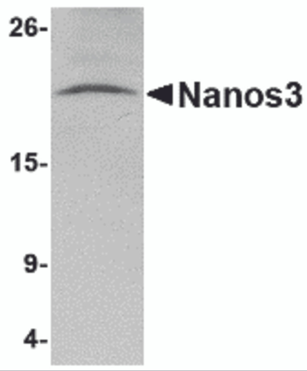 Western blot analysis of Nanos3 in human brain tissue lysate with Nanos3 antibody at 2 &#956;g/mL.