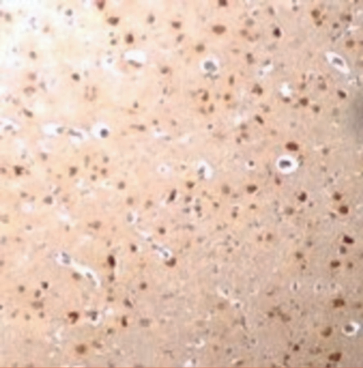 Immunohistochemistry of Nanos3 in human brain tissue with Nanos3 antibody at 2.5 ug/mL.