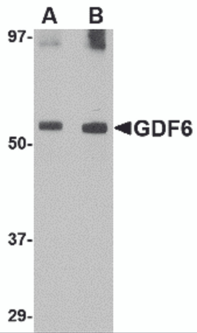Western blot analysis of GDF6 in SK-N-SH lysate with GDF6 antibody at (A) 0.5 and (B) 1 &#956;g/mL.
