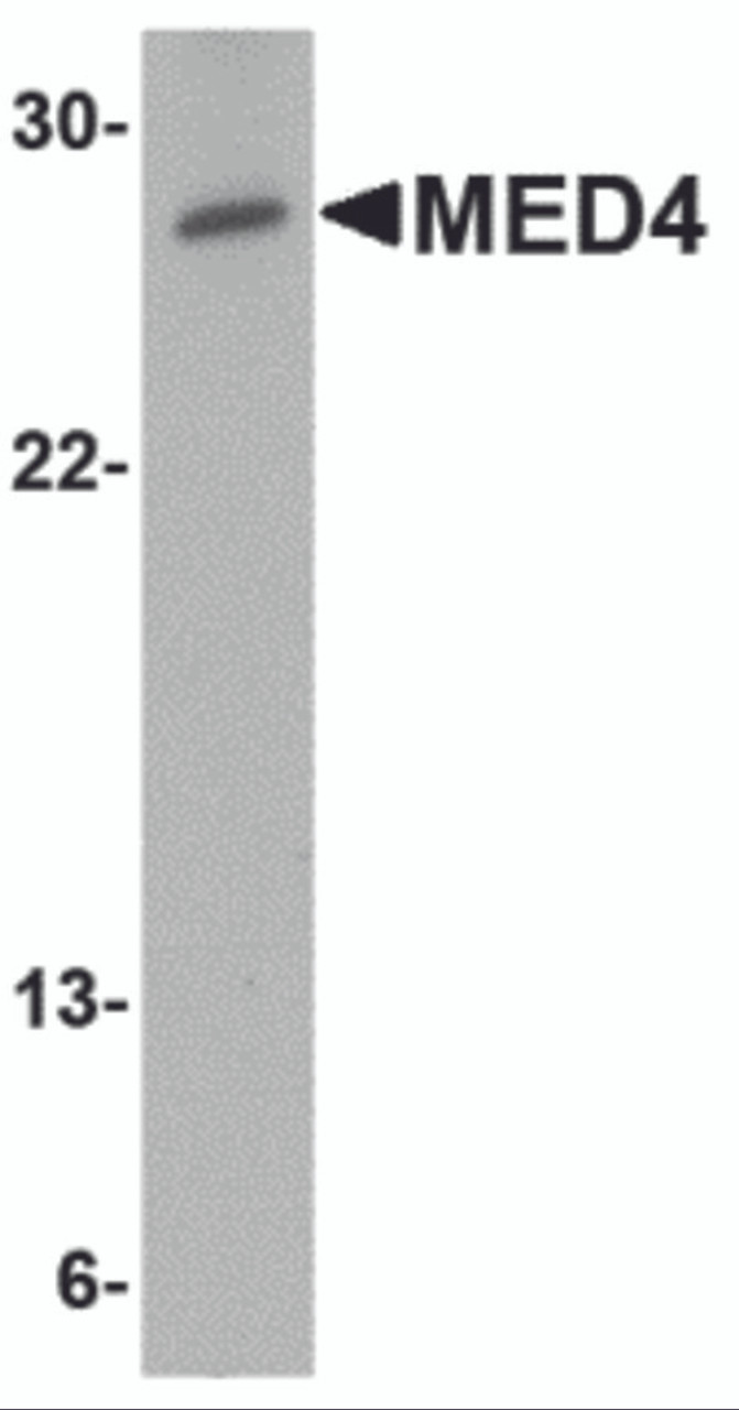 Western blot analysis of MED4 in human testis tissue lysate with MED4 antibody at 0.5 &#956;g/mL.