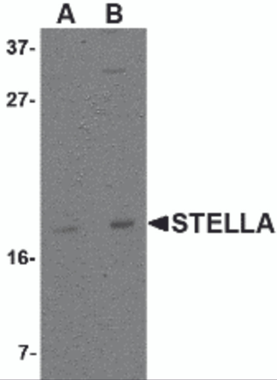 Western blot analysis of Stella in 293 cell lysate with Stella antibody at (A) 1 and (B) 2 &#956;g/mL.