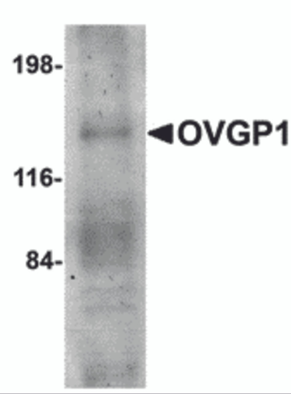 Western blot analysis of OVGP1 in human placenta tissue lysate with OVGP1 antibody at 1 &#956;g/mL.