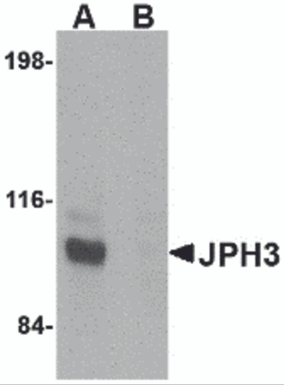 Western blot analysis of JPH3 in Daudi cell lysate with JPH3 antibody at 1 &#956;g/mL in (A) the absence and (B) the presence of blocking peptide.