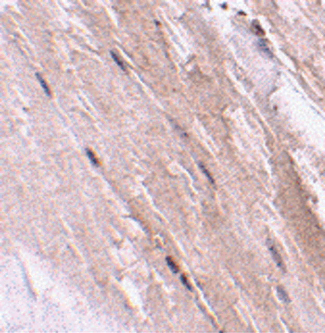 Immunohistochemistry of NIPSNAP2 in mouse skeletal muscle tissue with NIPSNAP2 antibody at 2.5ug/mL.