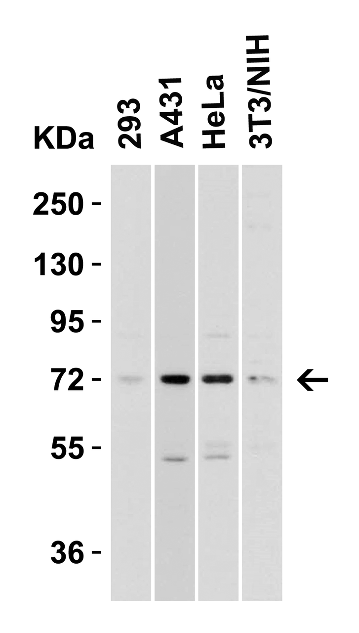 Figure 2 Western Blot Validation in Human and Mouse Cell Lines
Loading: 15 ug of lysates per lane.
Antibodies: TOM70 4949 (2 ug/mL) , 1h incubation at RT in 5% NFDM/TBST.
Secondary: Goat anti-rabbit IgG HRP conjugate at 1:10000 dilution.