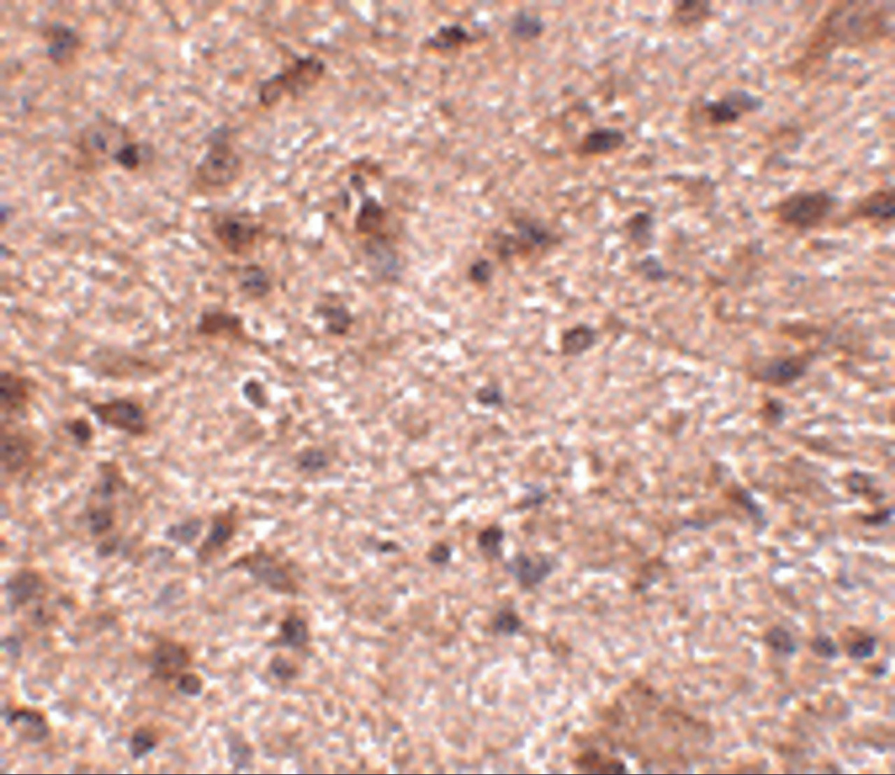 Immunohistochemistry of NIPSNAP3B in mouse brain tissue with NIPSNAP3B antibody at 2.5 ug/mL.