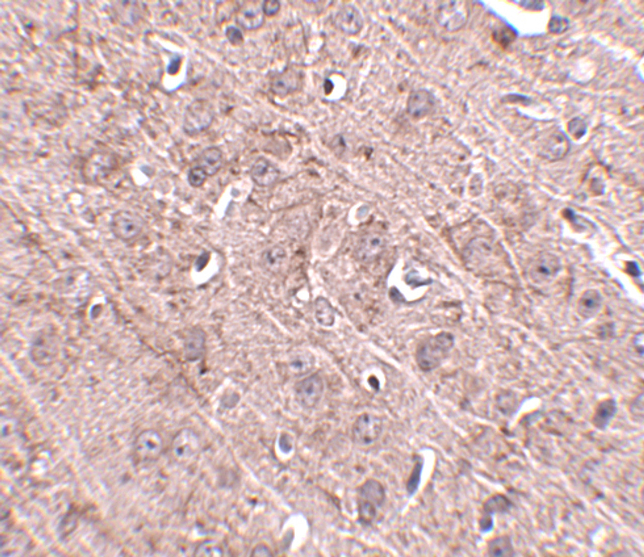 Immunohistochemistry of Gle1 in mouse brain tissue with Gle1 antibody at 2.5 ug/mL.