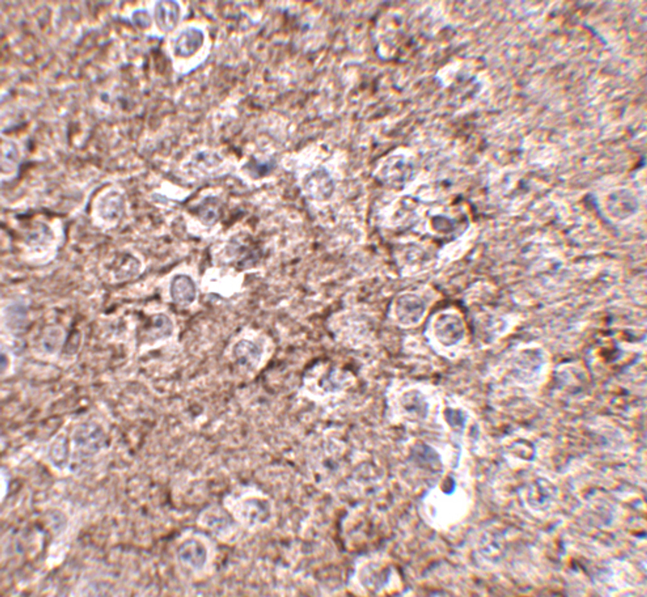 Immunohistochemistry of IL-16 in mouse brain tissue with IL-16 antibody at 2.5 ug/mL.