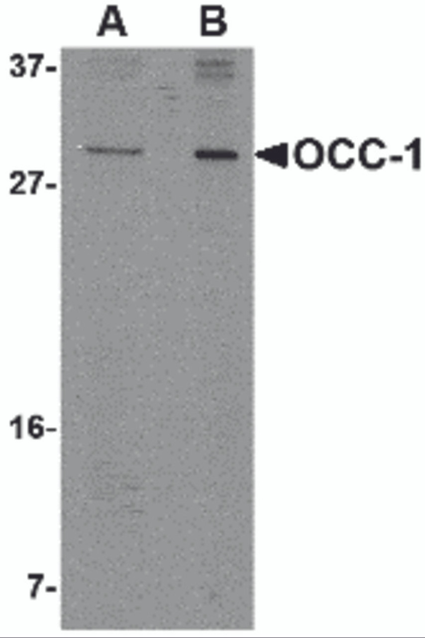 Western blot analysis of OCC-1 in 293 cell lysate with OCC-1 antibody at (A) 2 &#956;g/mL and (B) 4 &#956;g/mL.