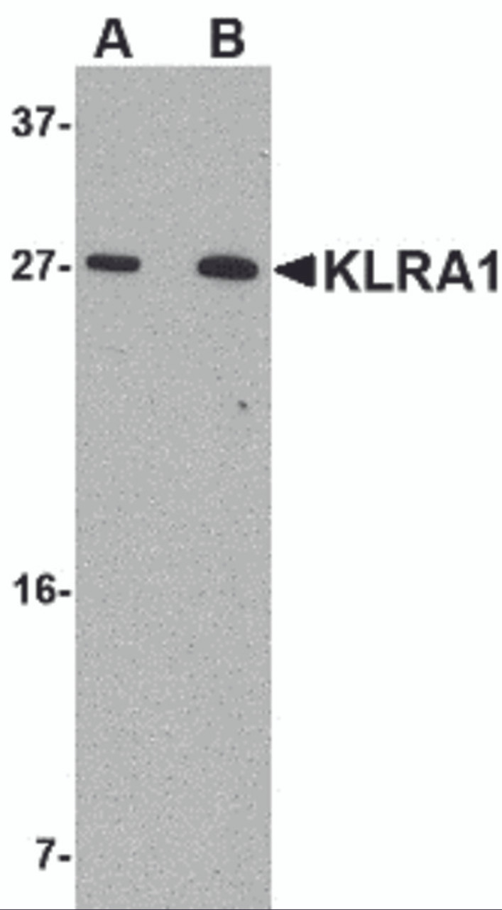 Western blot analysis of KLRA1 in 293 cell lysate with KLRA1 antibody at (A) 1 &#956;g/mL and (B) 2 &#956;g/mL.