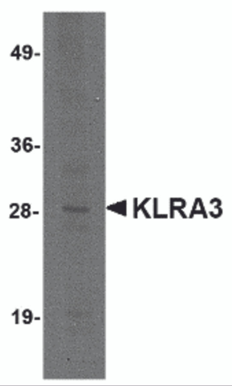 Western blot analysis of KLRA3 in mouse brain tissue lysate with KLRA3 antibody at 2 &#956;g/mL.