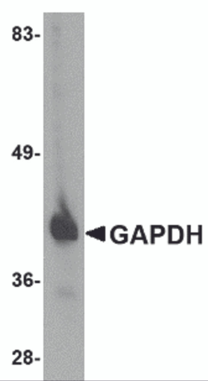 Western blot analysis of GAPDH in HeLa cell lysate with GAPDH antibody at 1 &#956;g/mL.
