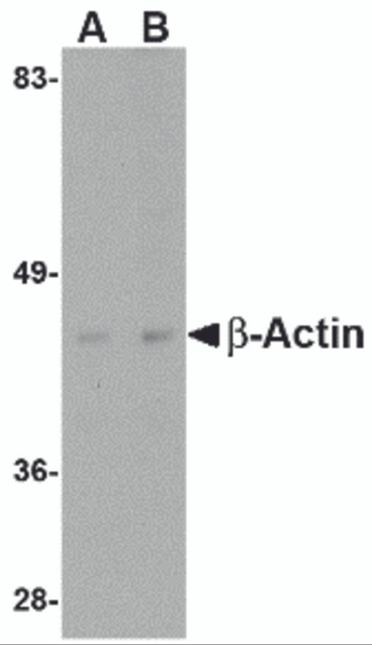 Western blot analysis of actin in HeLa cell lysate with beta-actin antibody at (A) 1 and (B) 2 &#956;g/mL.
