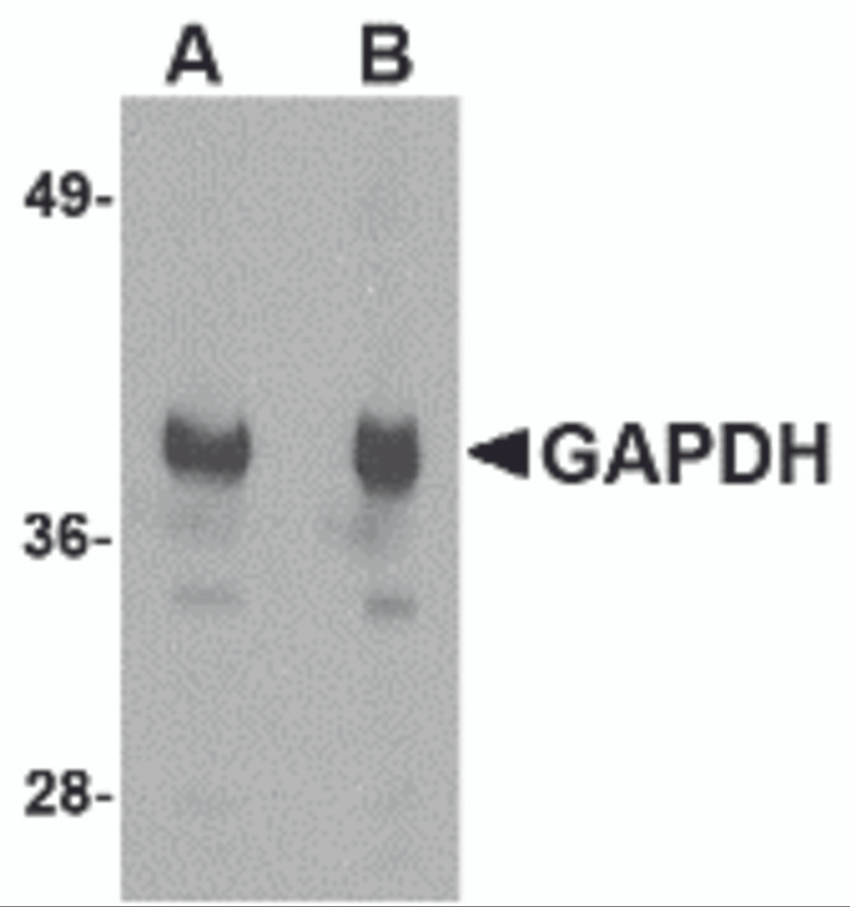 Western blot analysis of GAPDH in HeLa cell lysate with GAPDH antibody at (A) 1 and (B) 2 &#956;g/mL.