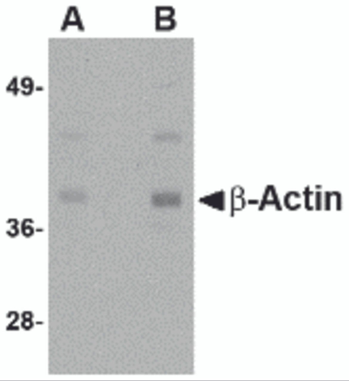 Western blot analysis of actin in HeLa cell lysate with b-actin antibody at (A) 1 and (B) 2 &#956;g/mL.