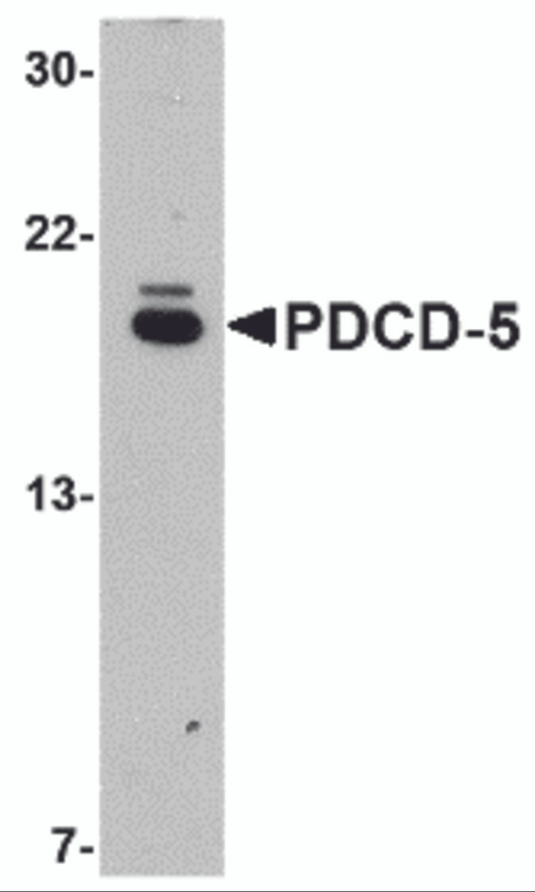 Western blot analysis of PDCD5 in EL4 cell lysate with PDCD5 antibody at 1&#956;g/mL.