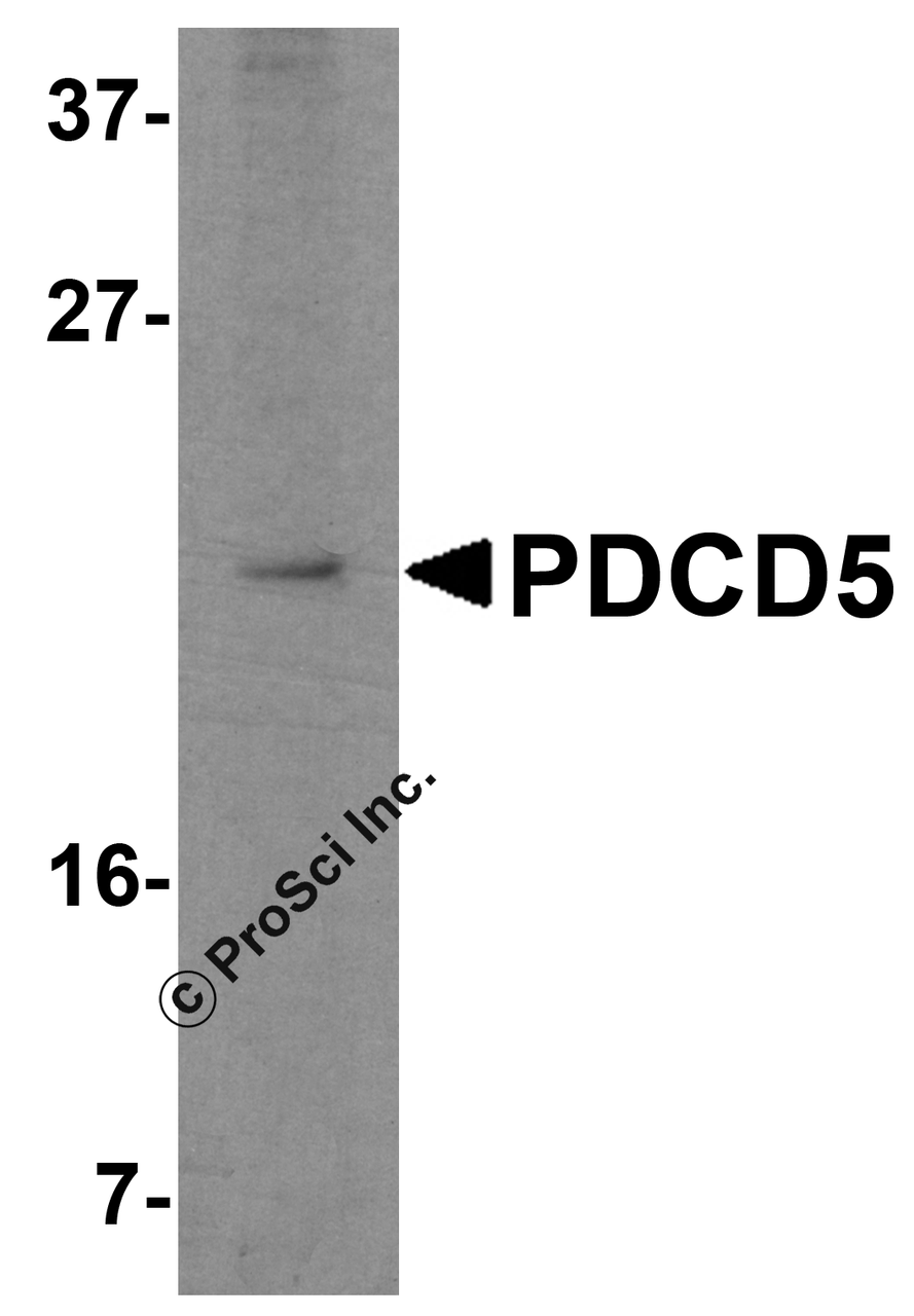 Western blot analysis of PDCD5 in Jurkat cell lysate with PDCD5 antibody at 2.5 &#956;g/mL.