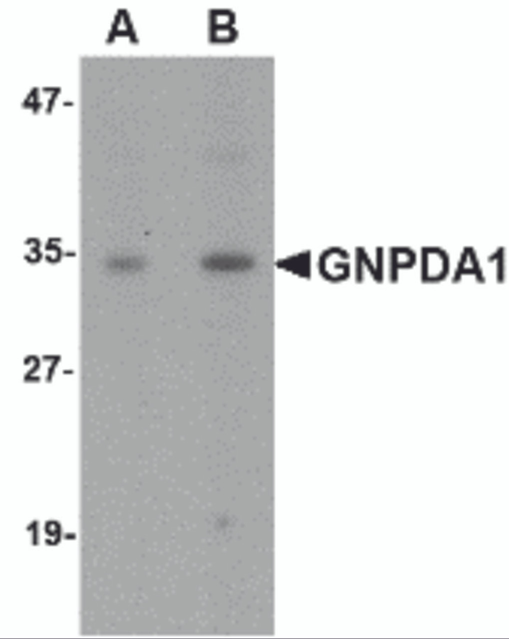 Western blot analysis of GNPDA1 in mouse kidney lysate with GNPDA1 antibody at (A) 1 and (B) 2 &#956;g/mL.