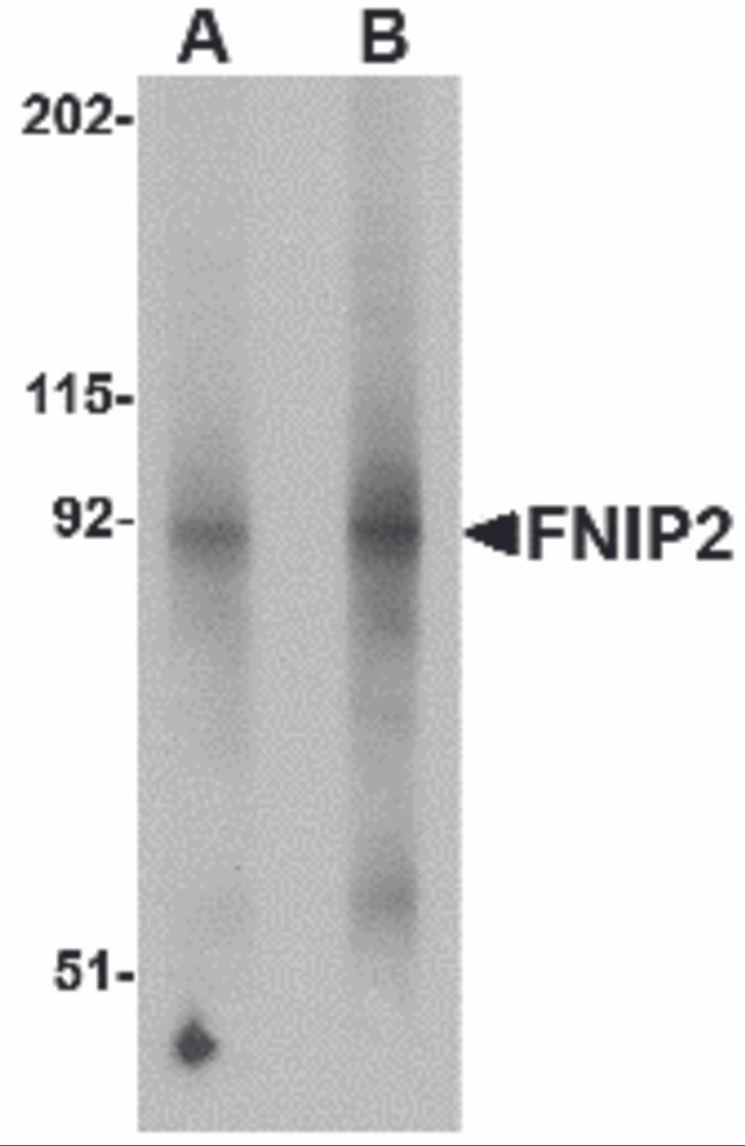 Western blot analysis of FNIP2 in mouse skeletal muscle lysate with FNIP2 antibody at (A) 1 and (B) 2 &#956;g/mL.