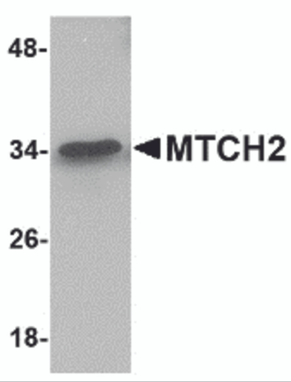 Western blot analysis of MTCH2 in 293 cell lysate with MTCH2 antibody at 1 &#956;g/mL.