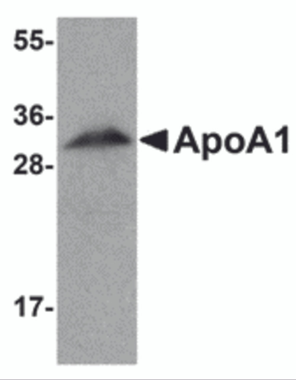 Western blot analysis of ApoA1 in human liver tissue lysate with ApoA1 antibody at 1 &#956;g/mL.