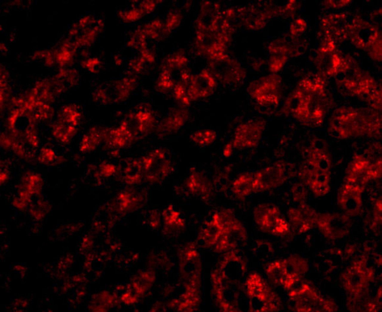 Immunofluorescence of ApoA1 in human liver tissue with ApoA1 antibody at 20 ug/mL.