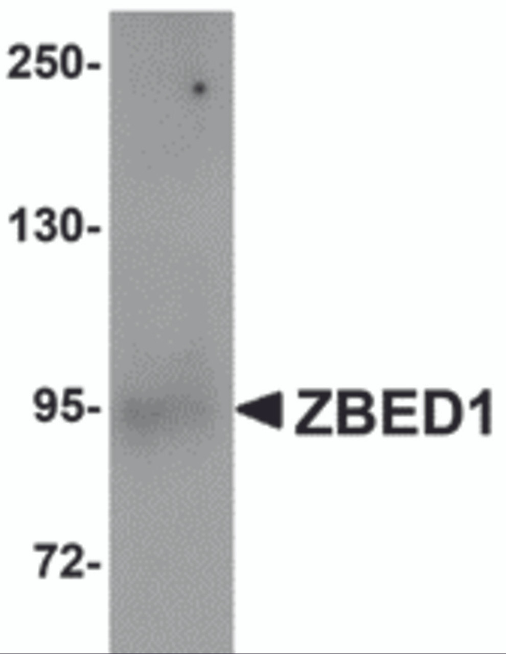 Western blot analysis of ZBED1 in A549 cell lysate with ZBED1 antibody at 1 &#956;g/mL.