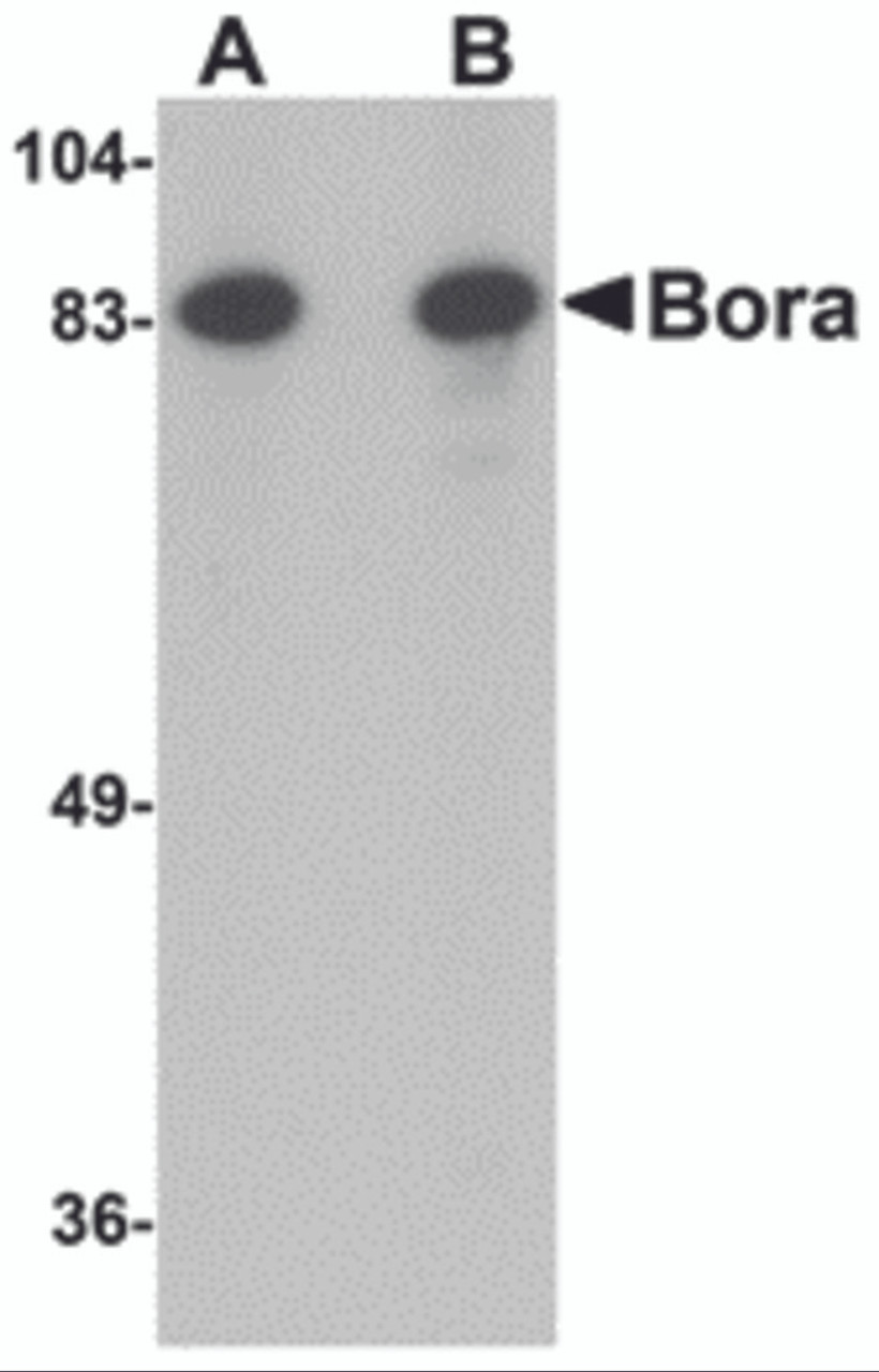 Western blot analysis of Bora in Jurkat cell lysate with Bora antibody at (A) 1 and (B) 2 &#956;g/mL.