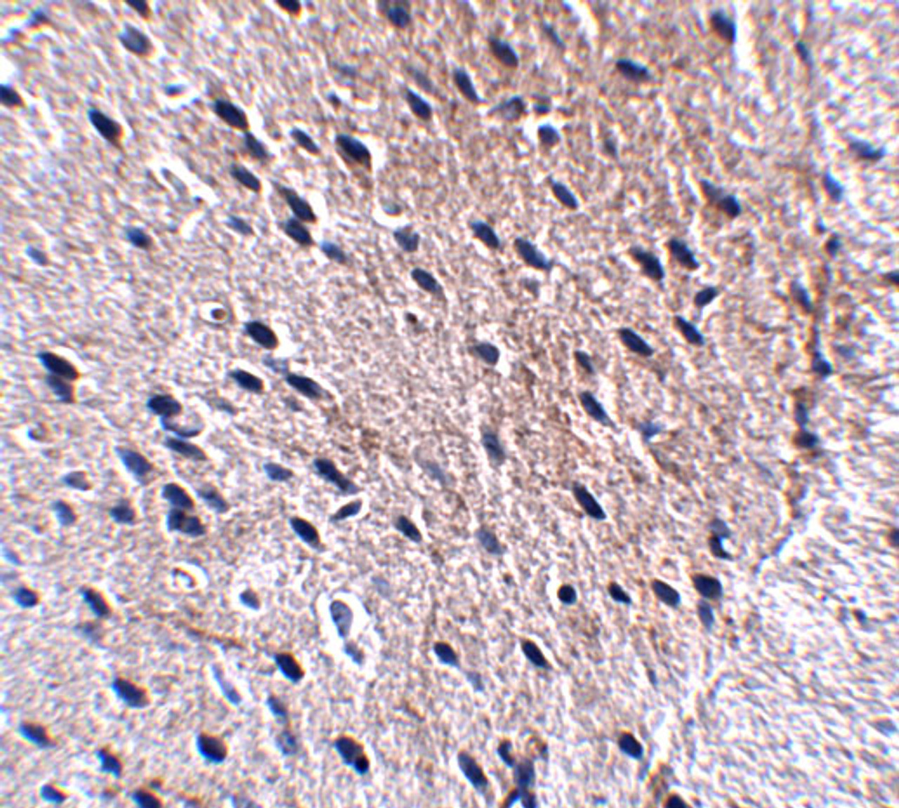 Immunohistochemistry of Bora in mouse brain tissue with Bora antibody at 2.5 ug/mL.