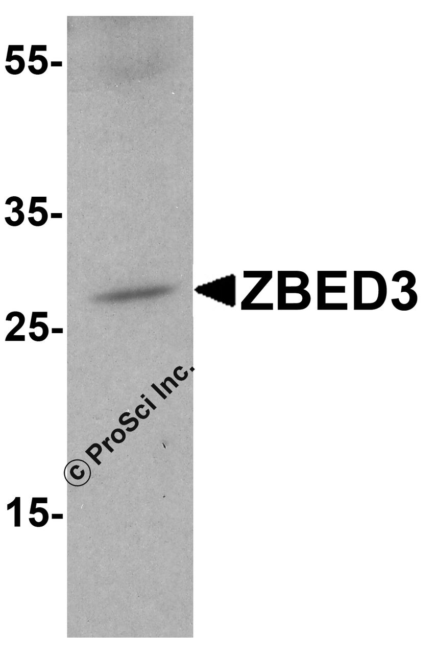 Western blot analysis of ZBED3 in A-20 cell lysate with ZBED3 antibody at 1 &#956;g/ml.