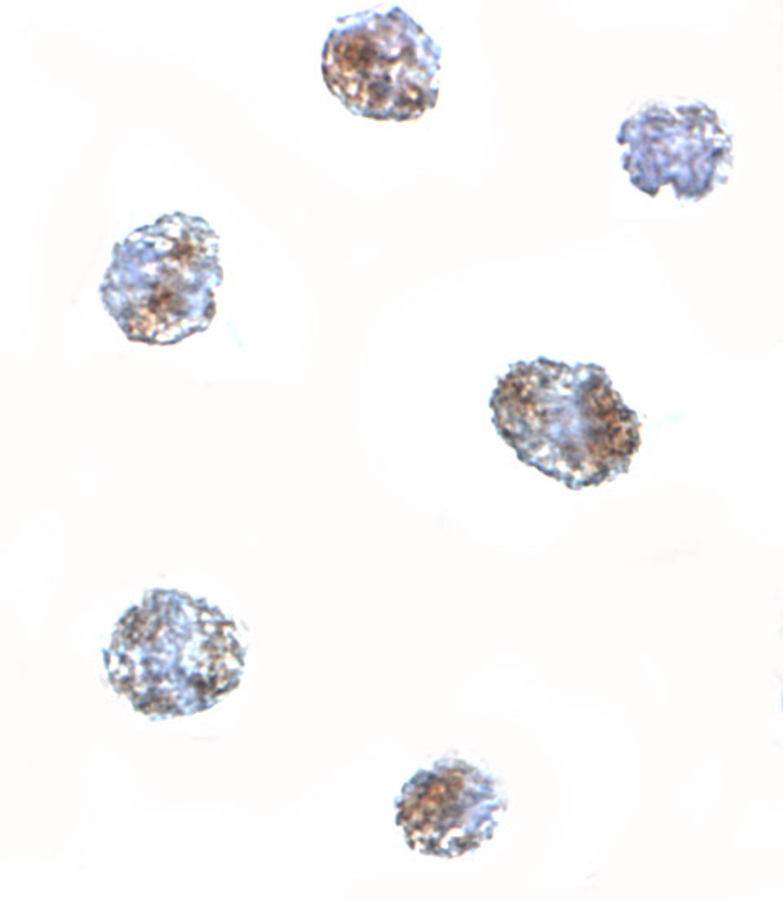 Immunocytochemistry of MATN3 in 3T3 cells with MATN3 antibody at 5 ug/mL.