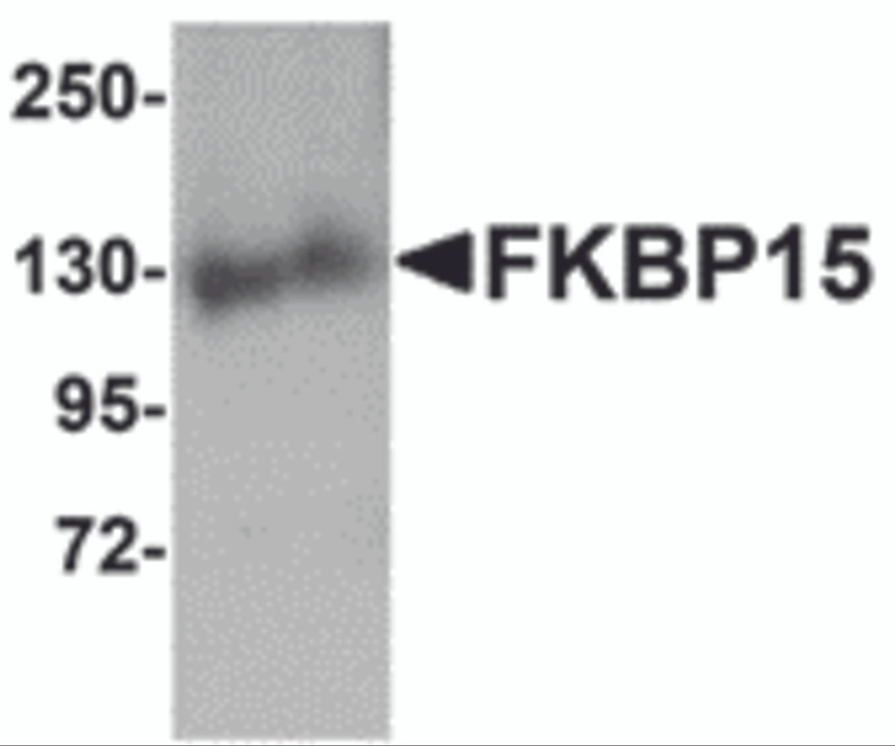 Western blot analysis of FKBP15 in 3T3 cell lysate with FKBP15 antibody at 1 &#956;g/mL.