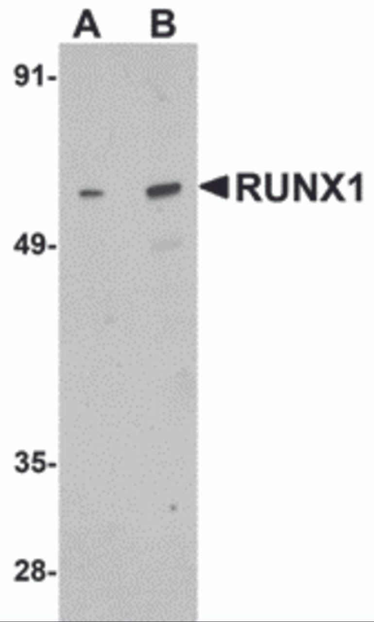 Western blot analysis of RUNX1 in Raji cell lysate with RUNX1 antibody at (A) 1 and (B) 2 &#956;g/mL.