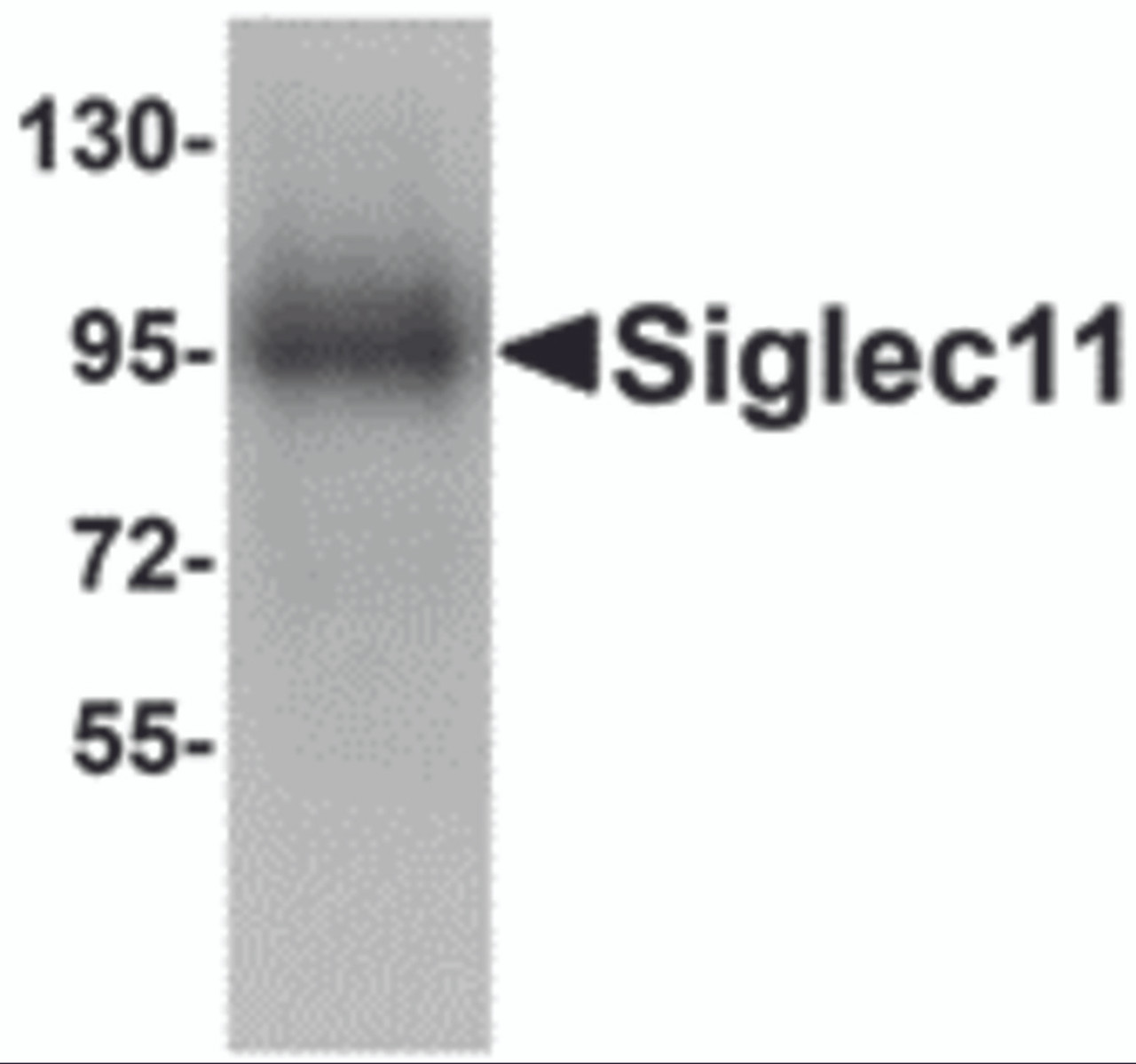 Western blot analysis of Siglec11 in HepG2 cell lysate with Siglec11 antibody at 1 &#956;g/mL.