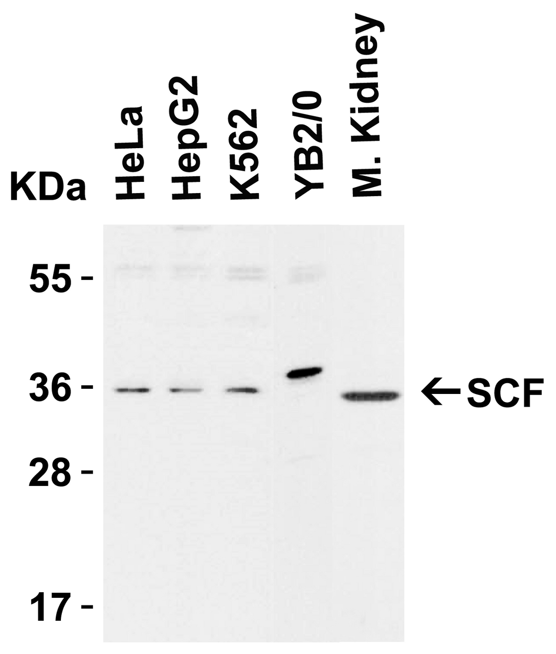 Figure 1 Western Blot Validation in Cell Lines and Tissues of Human, Mouse and Rat
Loading: 15 &#956;g of lysates per lane.
Antibodies: SCF 5165 (1 &#956;g/mL) , 1h incubation at RT in 5% NFDM/TBST.
Secondary: Goat anti-rabbit IgG HRP conjugate at 1:10000 dilution.