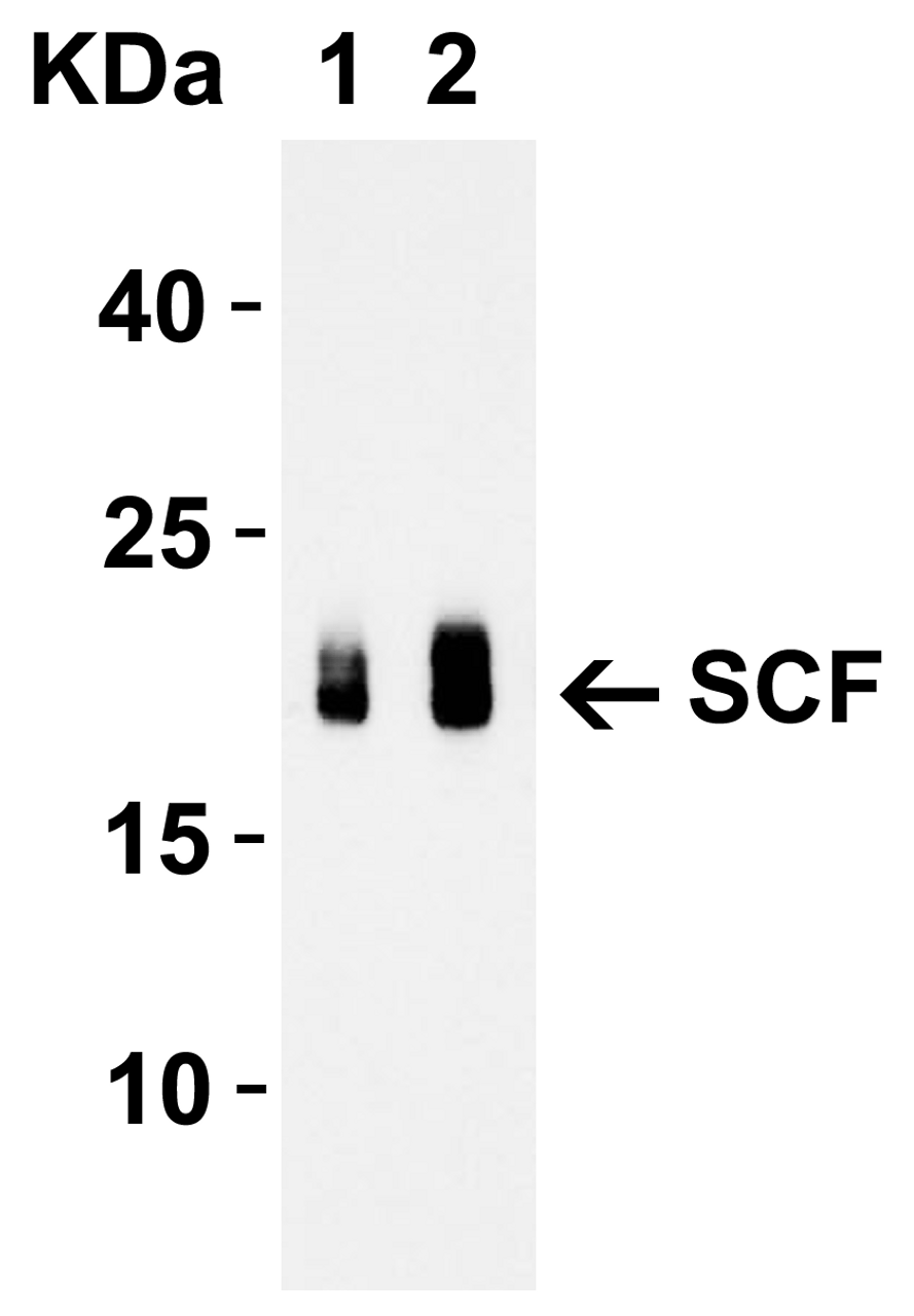 Figure 2 Western Blot Validation with Recombinant Protein
Loading: 30 ng of human SCF recombinant protein per lane.
Antibodies: SCF 5165 (Lane 1: 1 ug/mL and Lane 2: 2 ug/mL) , 1h incubation at RT in 5% NFDM/TBST.
Secondary: Goat anti-rabbit IgG HRP conjugate at 1:10000 dilution.
Observed at around 20kD.