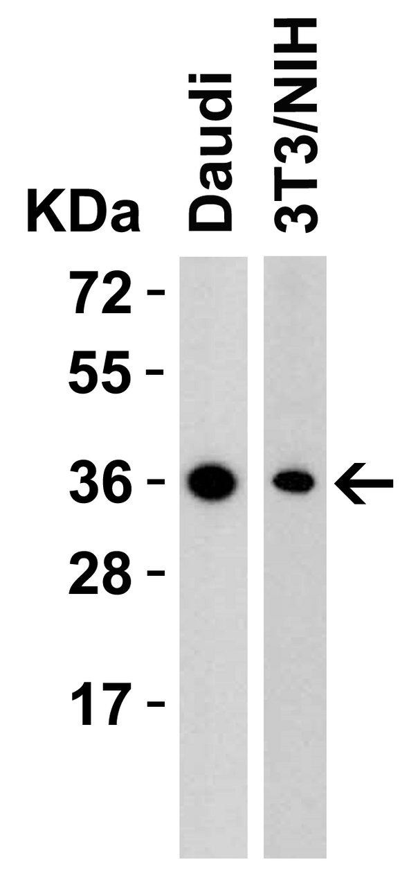 Figure 1 Western Blot Validation in Human and Mouse Cell Lines
Loading: 15 &#956;g of lysates per lane.
Antibodies: RSPO1, 5171 (2 &#956;g/mL) , 1h incubation at RT in 5% NFDM/TBST.
Secondary: Goat anti-rabbit IgG HRP conjugate at 1:10000 dilution.