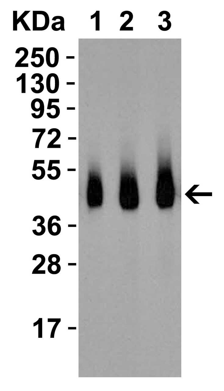 Figure 2 Western Blot Validation with Recombinant Protein
Loading: 30 ng of human RSPO1 recombinant protein per lane.
Antibodies: RSPO1, 5171 (Lane 1: 0.5 ug/mL, Lane 2: 1 ug/mL, Lane 3: 2 ug/mL) , 1h incubation at RT in 5% NFDM/TBST.
Secondary: Goat anti-rabbit IgG HRP conjugate at 1:10000 dilution.