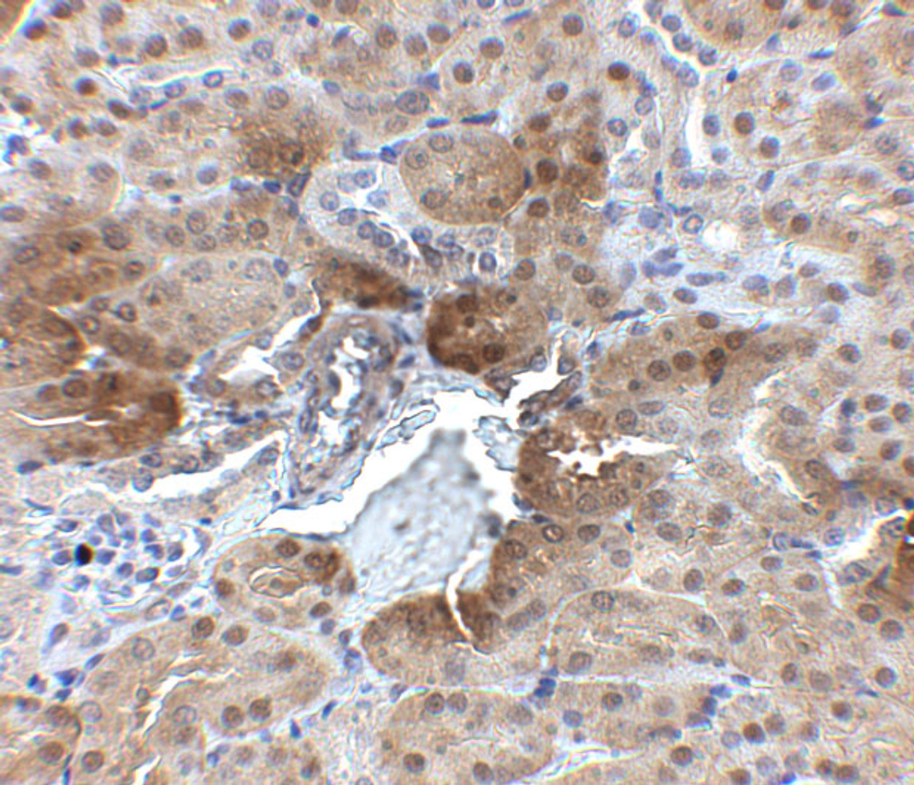 Immunohistochemistry of PTER in mouse kidney tissue with PTER antibody at 2.5 ug/mL.