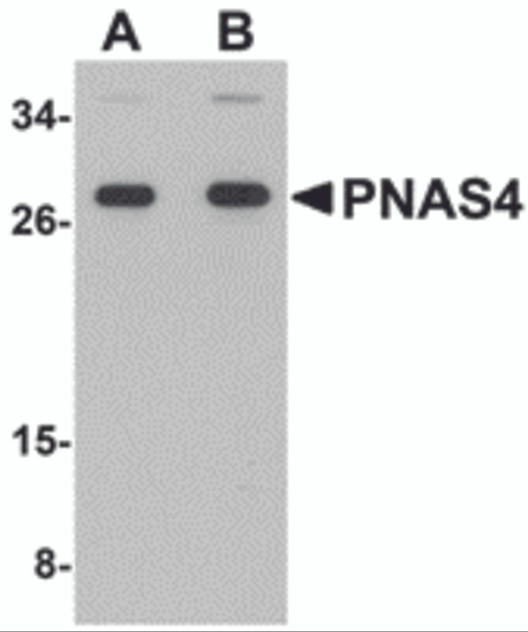 Western blot analysis of PNAS4 in EL4 cell lysate with PNAS4 antibody at (A) 1 and (B) 2 &#956;g/mL.
