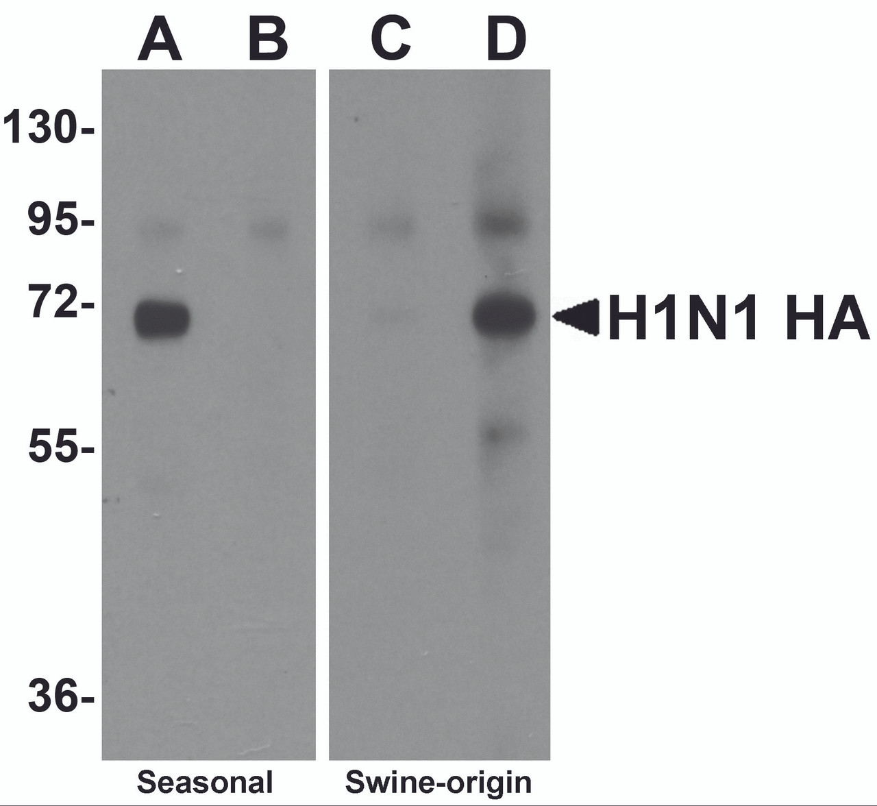 Western blot analysis of Hemaggutinin using recombinant seasonal Hemagglutinin (lanes A & B) and swine-origin Hemagglutinin (lanes C & D) with anti-seasonal Hemagglutinin antibody (5231) at 2 &#956;g/mL (lanes A & C) and anti-swine-origin Hemagglutinin antibody (5233) at 2 &#956;g/mL (lanes B & D) .