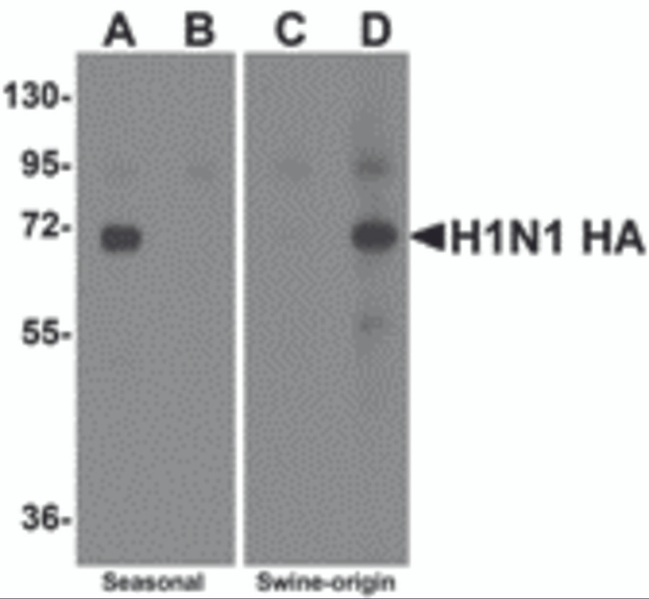 Western blot analysis of Hemaggutinin using recombinant seasonal Hemagglutinin (lanes A & B) and swine-origin Hemagglutinin (lanes C & D) with anti-seasonal Hemagglutinin antibody (5231) at 2 &#956;g/mL (lanes A & C) and anti-swine-origin Hemagglutinin antibody (5233) at 2 &#956;g/mL (lanes B & D) .