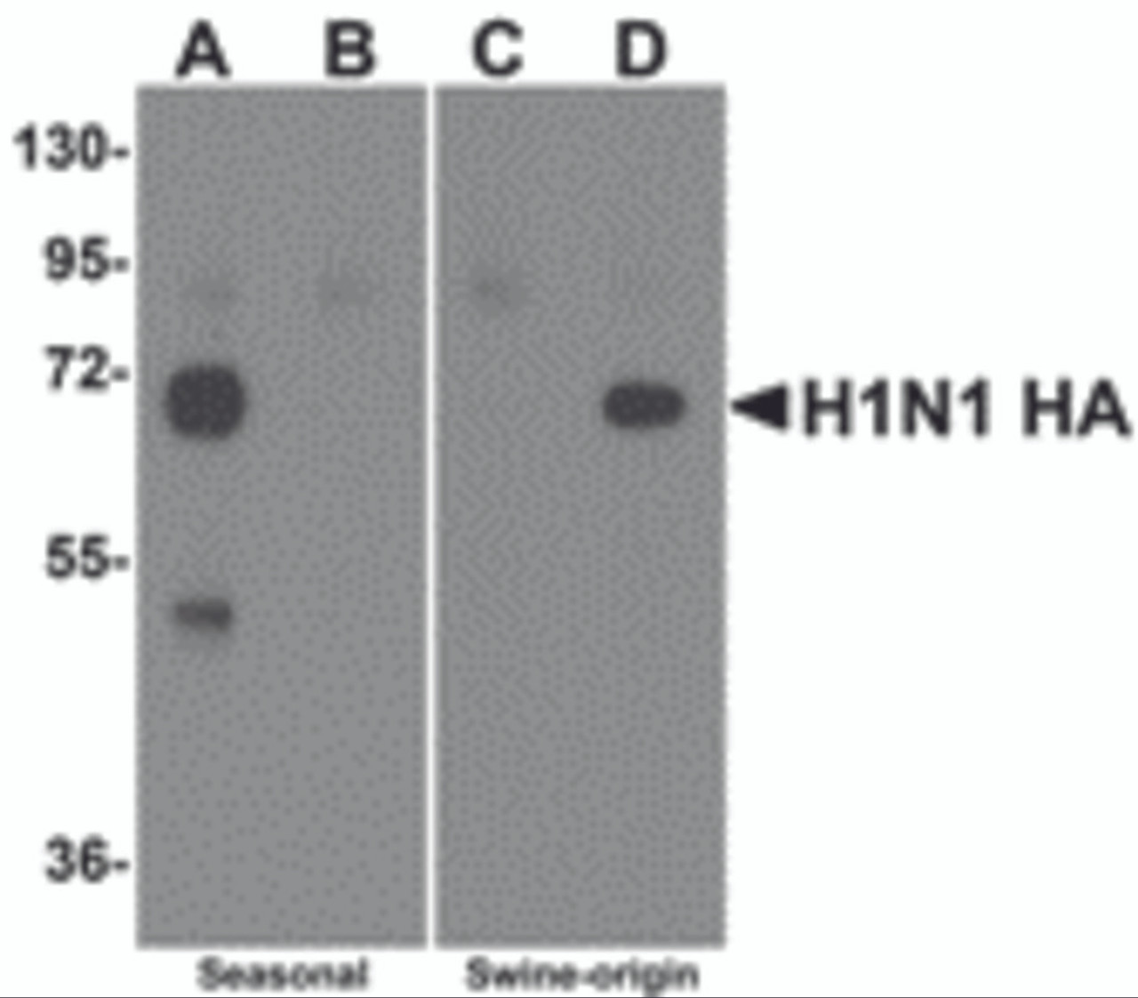 Western blot analysis of Hemaggutinin using recombinant seasonal Hemagglutinin (lanes A & B) and swine-origin Hemagglutinin (lanes C & D) with anti-seasonal Hemagglutinin antibody (5235) at 2 &#956;g/mL (lanes A & C) and anti-swine-origin Hemagglutinin antibody (5237) at 2 &#956;g/mL (lanes B & D) .