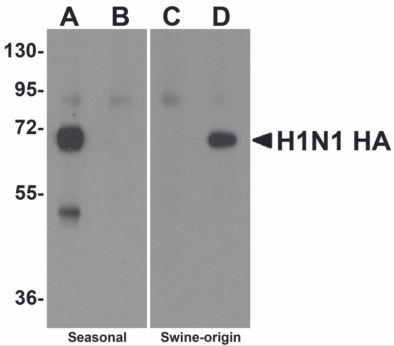 ELISA results using Swine H1N1 Hemagglutinin antibody at 1 ug/mL and the blocking and corresponding peptides at 50, 10, 2 and 0 ng/mL.