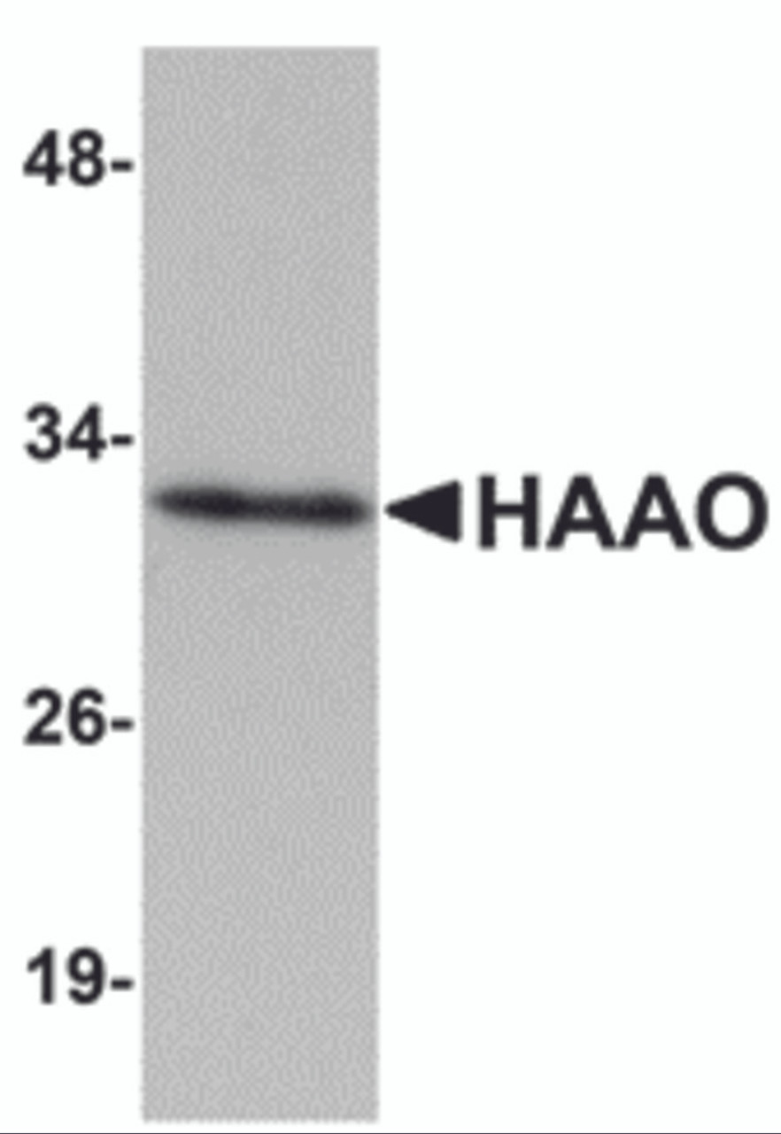 Western blot analysis of HAAO in Mouse liver tissue lysate with HAAO antibody at 1 &#956;g/mL.