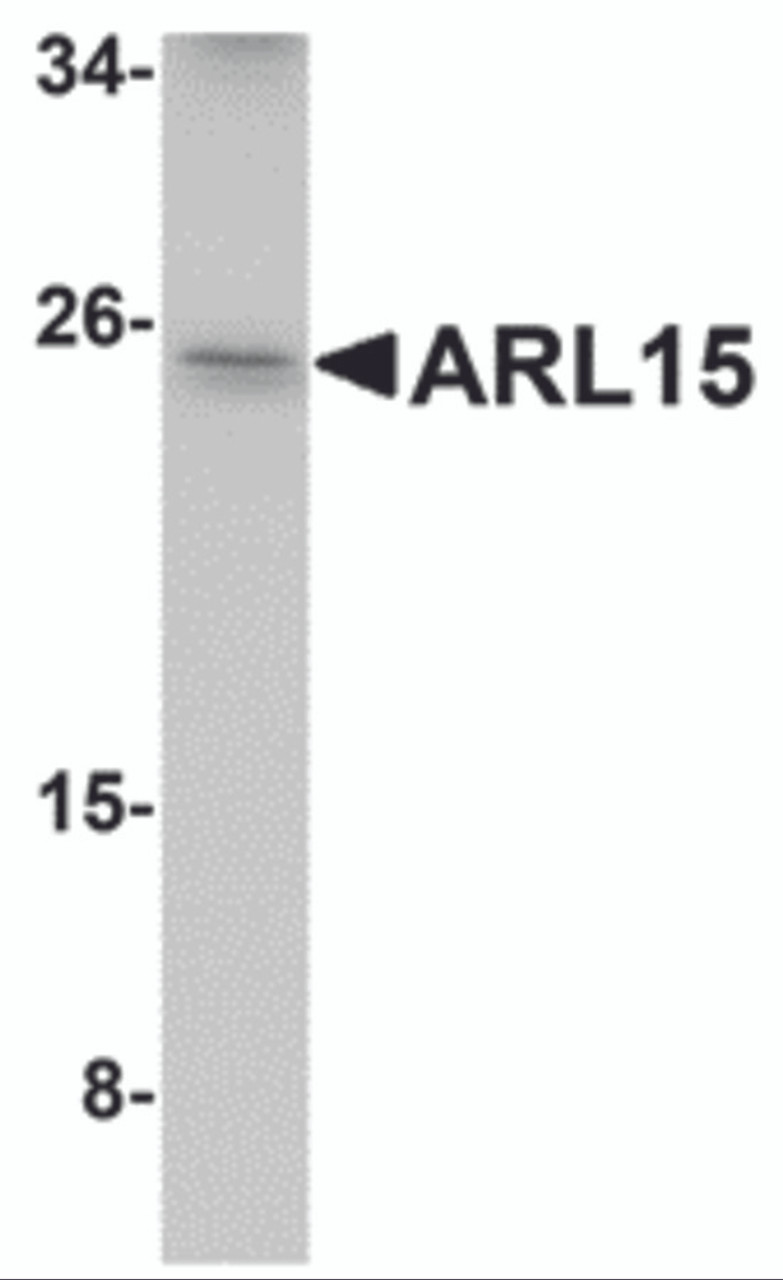 Western blot analysis of ARL15 in K562 cell lysate with ARL15 antibody at 1 &#956;g/mL.