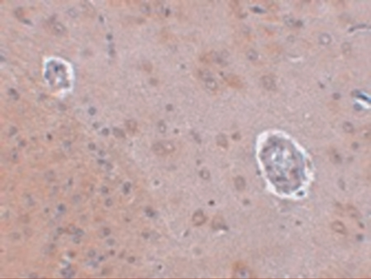 Immunohistochemistry of FAM120A in rat brain tissue with FAM120A antibody at 2.5 ug/mL.