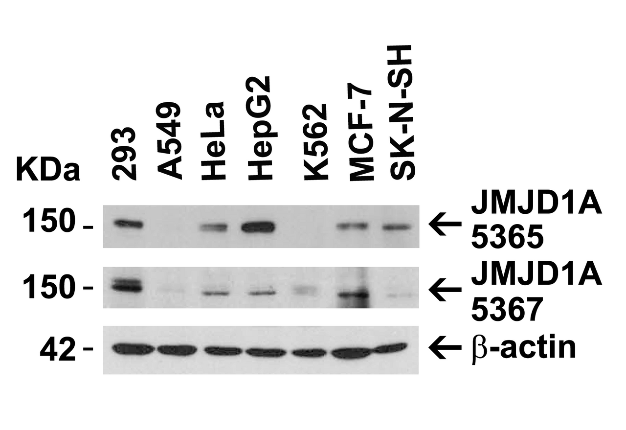 Figure 2 Independent Antibody Validation (IAV) via Protein Expression Profile in Human Cell Lines
Loading: 15 ug of lysates per lane.
Antibodies: JMJD1A, 5365 (2 ug/mL) , JMJD1A, 5367 (2 ug/mL) , and beta-actin (1 ug/mL) , 1h incubation at RT in 5% NFDM/TBST.
Secondary: Goat anti-rabbit IgG HRP conjugate at 1:10000 dilution.