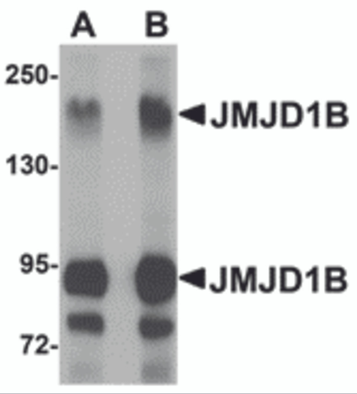 Western blot analysis of JMJD1B in rat liver tissue lysate with JMJD1B antibody at (A) 1 and (B) 2 &#956;g/mL.